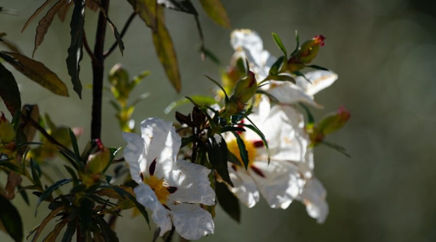April Wildflowers in the Algarve: The Last Chance to See the Bloom