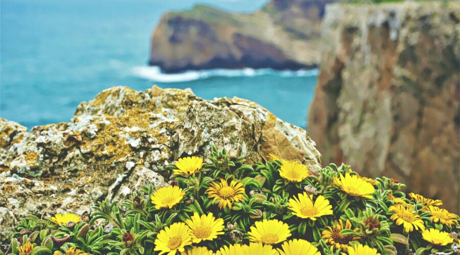 Coastal Foraging: Wild Herbs and Edible Plants From the Algarve Shore