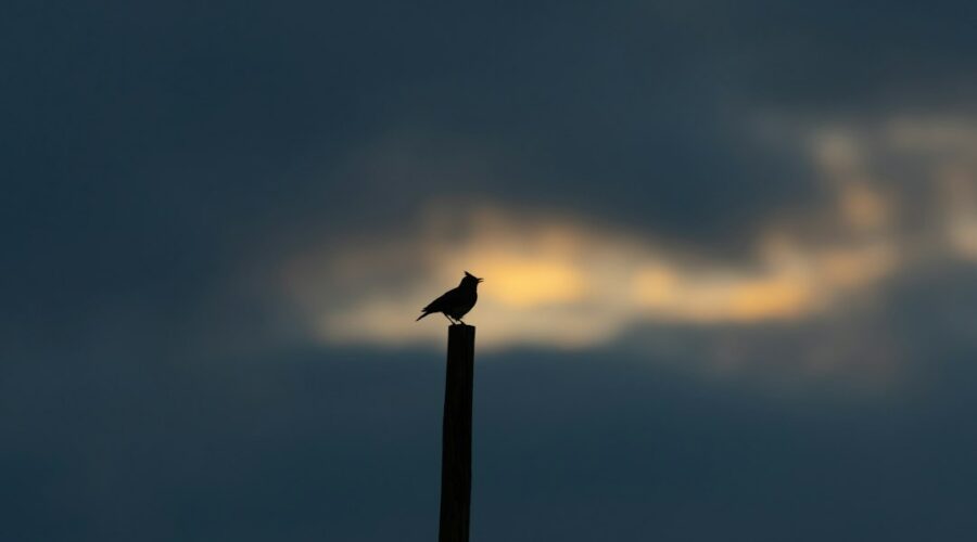 The Dawn Chorus: Waking Up With the Birds in the Algarve