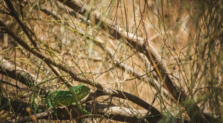 Spring Reptile and Amphibian Watching in the Algarve