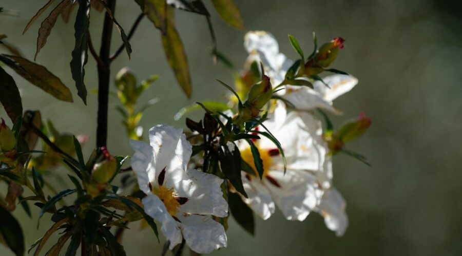 Spring Butterfly Season in the Algarve: Where to Find Them Before They Vanish