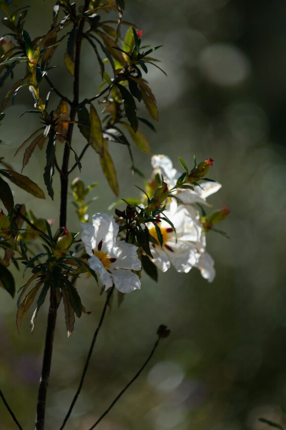 Wildflowers blooming along the Algarve hiking trails in late March, with golden coastal scenery