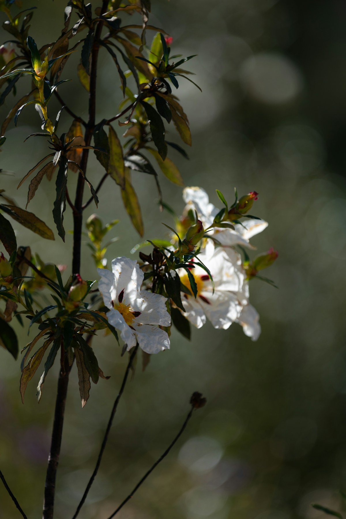 Algarve spring wildflowers