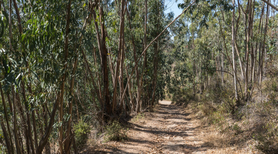 March Trail Conditions Report: What Recent Weather Means for Your Algarve Hike