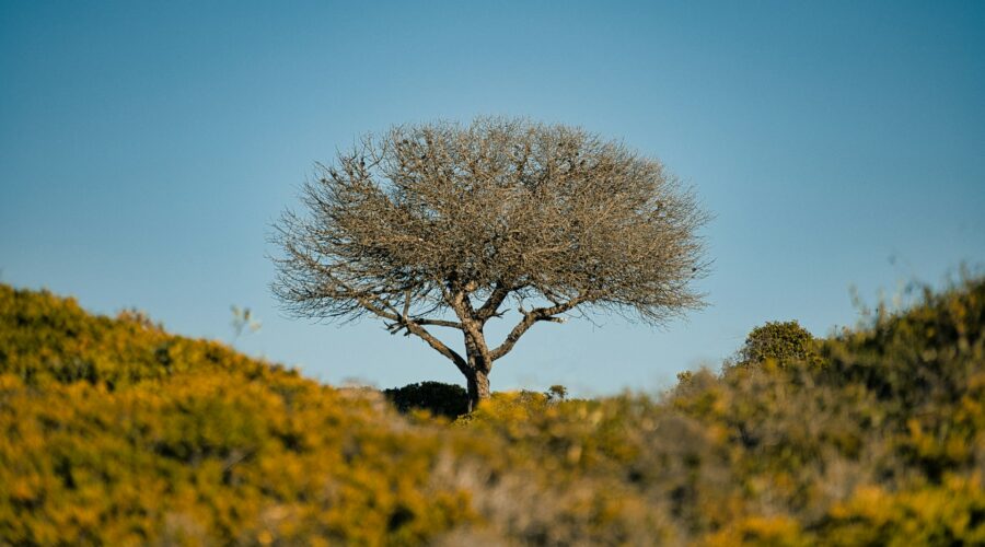 Ancient Trees of the Algarve: The Centuries-Old Sentinels of the Barrocal