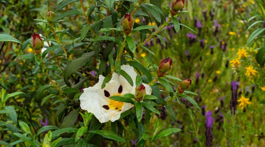 March Wildflower Peak: The Barrocal Zone’s Secret Garden Is in Full Bloom
