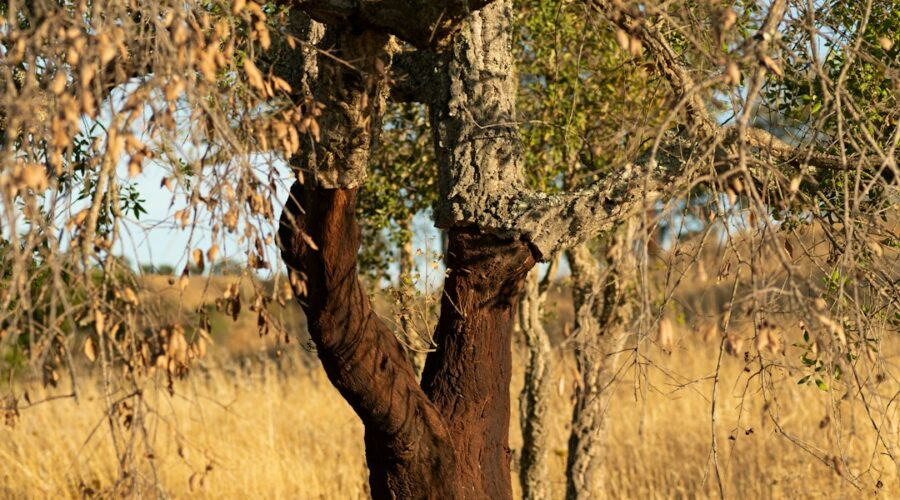 Cork Oak Forest Walks: The Algarve’s Hidden Green Cathedral