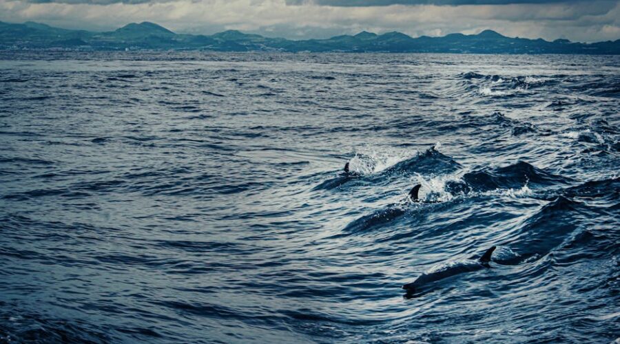 Watching Dolphins From Shore: The Algarve’s Free Marine Safari