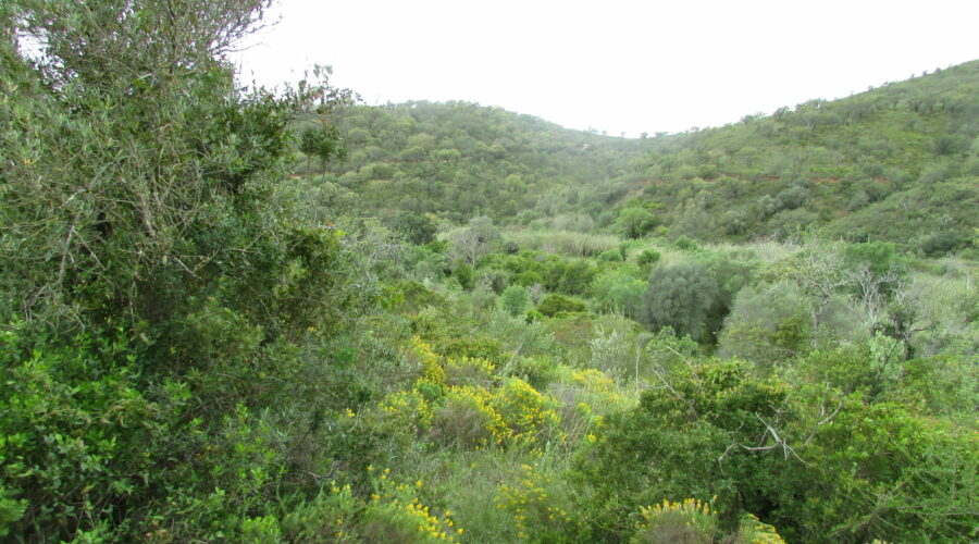 Fonte Benémola: The Shaded Riverside Walk Most Algarve Visitors Never Discover