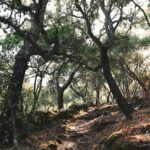 Sheltered inland ribeira loop scenery around Monchique, Algarve