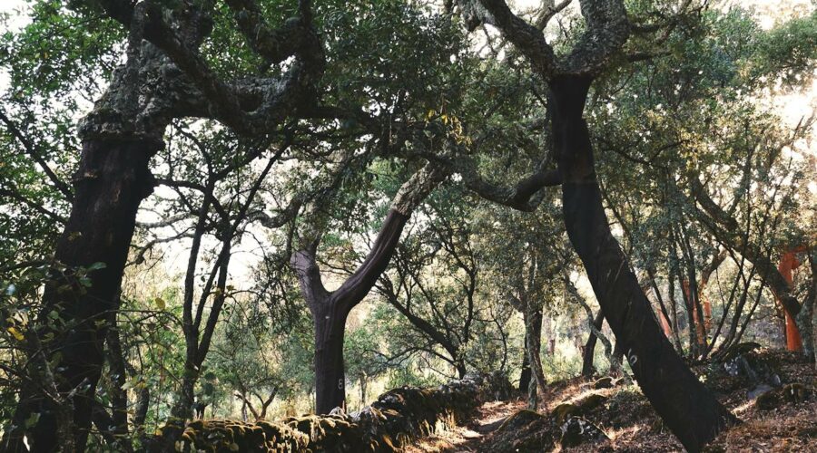 Monchique Corte Grande Ribeira Loop: A Sheltered Inland Option for Windy Coast Days