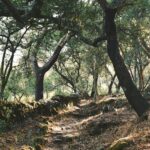 Foothill ribeira shade connectors below Fóia in Monchique, Algarve