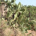 Algarve wildflowers near Rocha da Pena