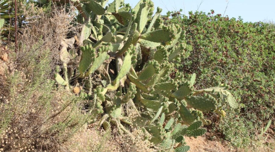 Rocha da Pena: Walking the Special Protection Area With Algarve’s Best Wildflowers