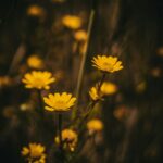 Yellow wildflowers at Rocha da Pena, Algarve, Portugal