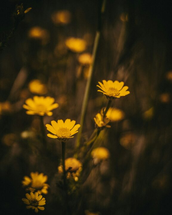 Yellow wildflowers at Rocha da Pena, Algarve, Portugal