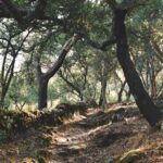 Sunlit forest path in the Monchique mountains of the Algarve, Portugal