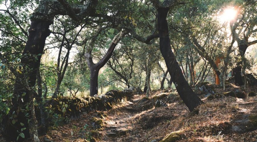 Monchique — The Mountain Algarve No Beach Tourist Thinks to Visit