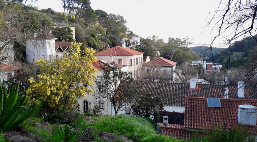 Spring Wildflowers of the Algarve — Where and When to Find Them