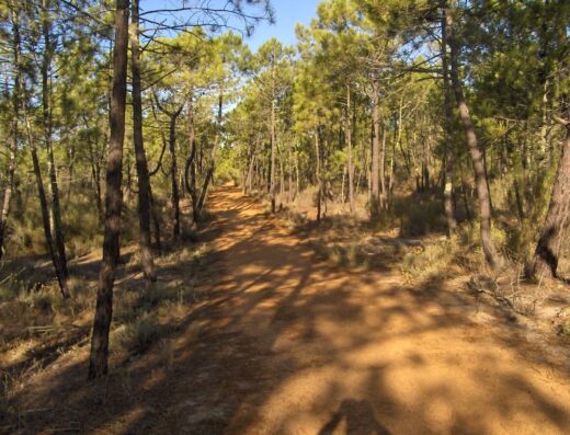 Pinhal de Monte Gordo